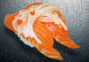 sushi photo sake