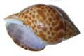 shellfish photo baigai
