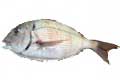 fish photo kasugo